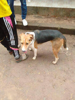 a dog awaiting vaccination