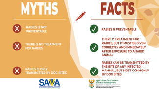 Let’s dispel 3 common myths about rabies that people believe. By staying informed of the facts, we can help others stay safe.    Myth #1: Rabies is not preventable  Myth#2: There is no treatment for rabies   Myth #3: Rabies is only transmitted by dog bites   Fact#1: Rabies IS preventable Fact#2: There is treatment for rabies, but it must be given correctly and IMMEDIATELY after exposure to a rabid animal  Fact#3: Rabies can be transmitted by the bite of any infected mammal, but most commonly by dog bites  #