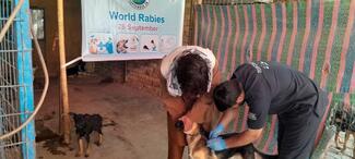 The team vaccinated 22 dogs against rabies on the day