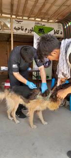 Vaccinating owned dog against rabies at the Nowzad Vet Clinic