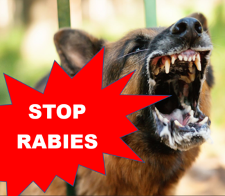 Take action and stop Rabies