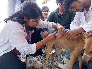 Students vaccinating a dog