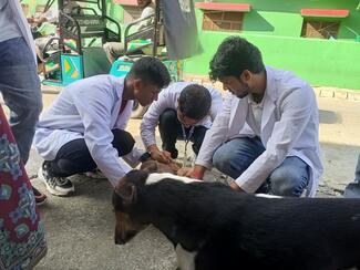 Students vaccinating a dog