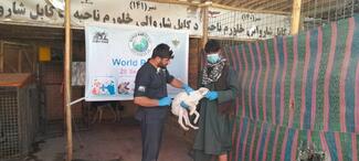 Rabies vaccinating