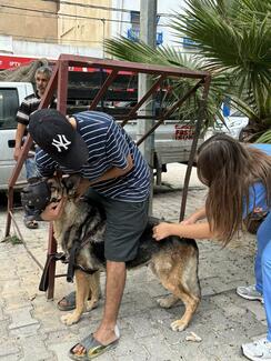 vaccination dog