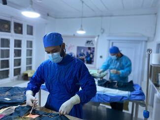 Spaying and neutering operations at Nowzad's Veterinary Hospital