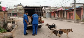 Releasing dogs after surgery