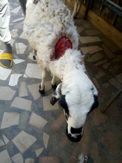 Sheep bitten by Rabid dog