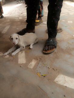 Puppy bitten by stray dog