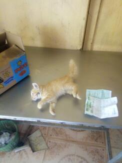 Rabid cat