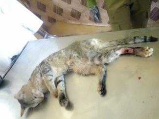 Rabid cat