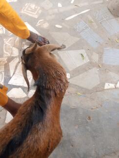 Goat bitten by Rabid dog