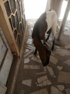 Goat bitten by Rabid dog