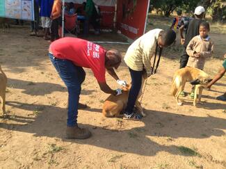 Dog vaccinated