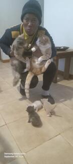Owner has 11 cats and 2 dogs.