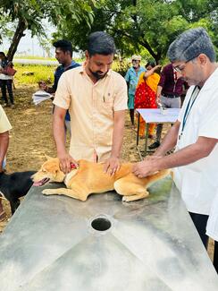 Injecting the Rabies Vaccine to Pet animal by Dr. Ramesh Kumar