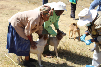 Ga Mampa Dog Vaccination Campaign in Limpopo Province, South Africa