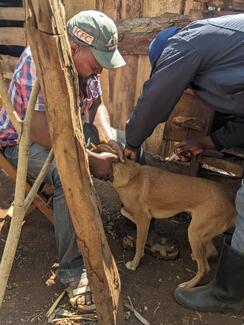 Vaccination activity 