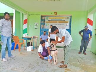 Anti-rabies vaccination to a Pet Dog