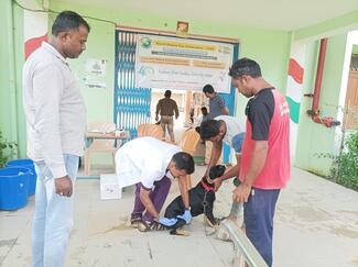 ARV administration to a pet dog