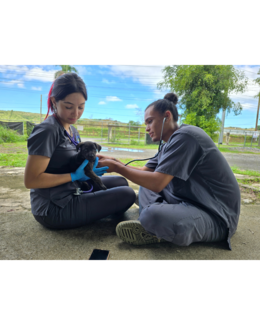 Students doing a physical exam to a puppy