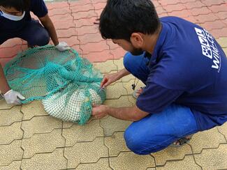 Anti rabies vaccination in progress.