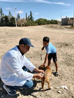 vaccination des chiens à dahmani