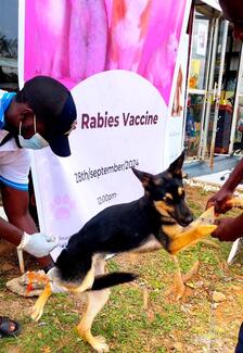 On going dog vaccination 