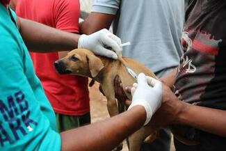 Our volunteers vaccinating a dog