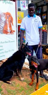 A volunteer with vaccinated healthy dogs