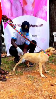 A pet being vaccinated 