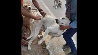 Another street dog getting vaccinated 