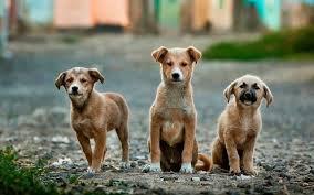 Healthy vaccinated street dogs