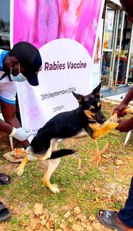 Our organizer vaccinating a dog