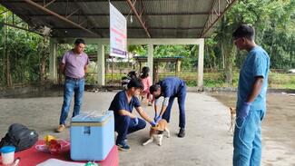 Vaccination of local dog