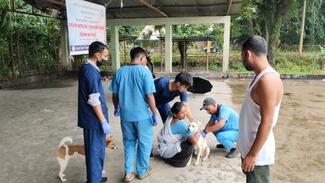 Vaccination of dog