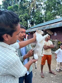 Technique of handling cat 