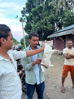 Rabbies vaccination for the cat