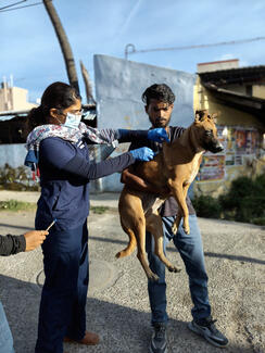Seamlessly vaccinating dogs