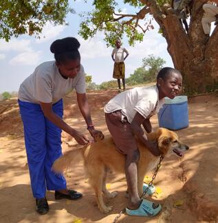 Rabies vaccination campaign in progress at one of the sites 