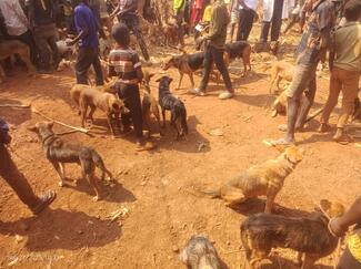 Community members gathered at Nyasha Ward for rabies awareness and vaccination campaign