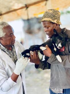 A street man getting his dog vaccinated