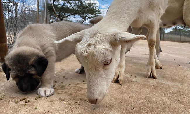 CCF puppy and goat
