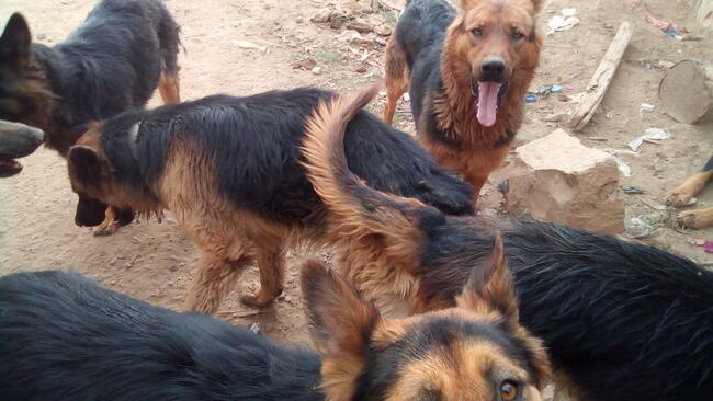 CiA Mohammed Khamis dogs