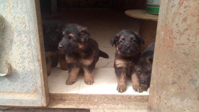 CiA Mohammed Khamis puppies
