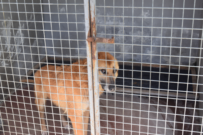 Dog in confinement