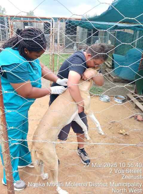Dog being vaccinated by Cat Angel Refuge