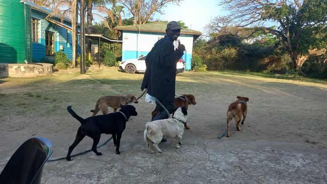 SAFE - Man with multiple leashed dogs
