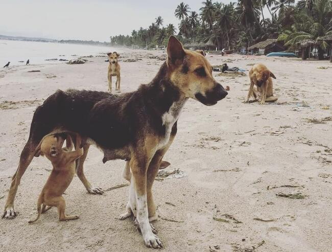 Lucas Helps Dogs dog on a beach