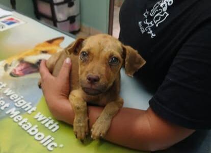 Puppy in Cat Angel Rescue